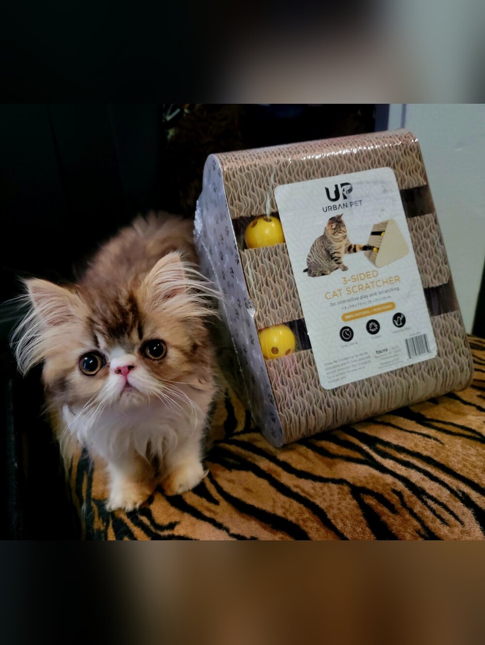 Cat Cardboard Scratcher 3-Sided W Balls New Ea.